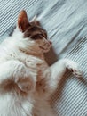 A white european cat with a brown mask on his face dancing on the bed, animal, pet